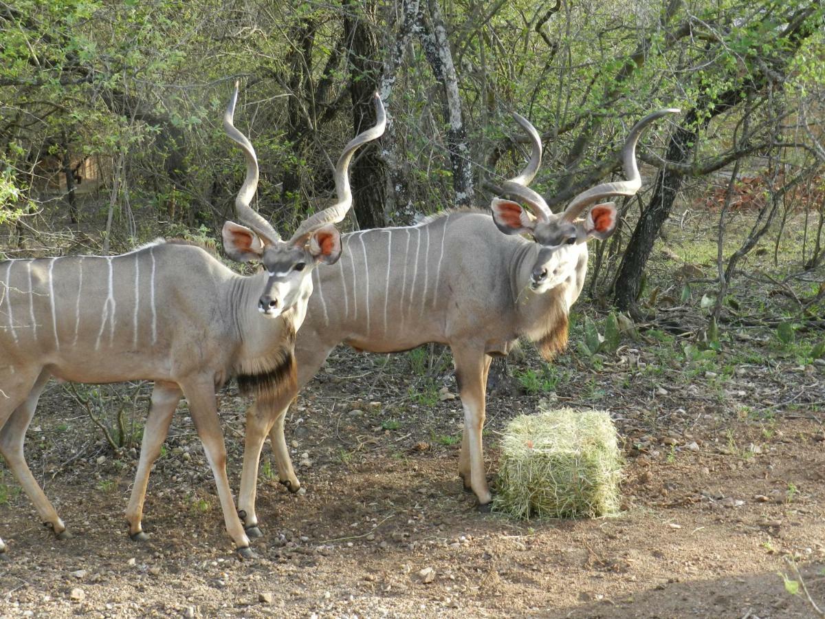 Buffalo Marloth Park Esterno foto