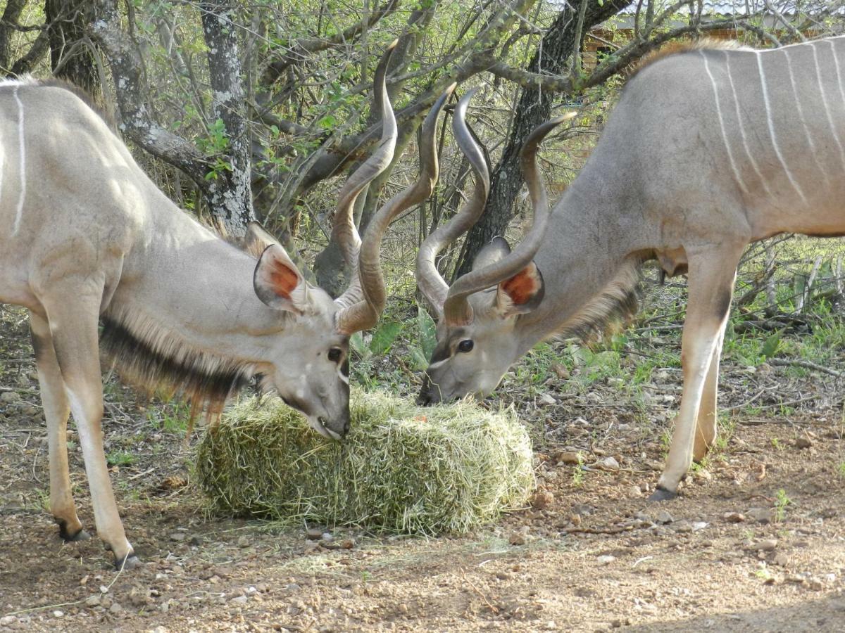 Buffalo Marloth Park Esterno foto